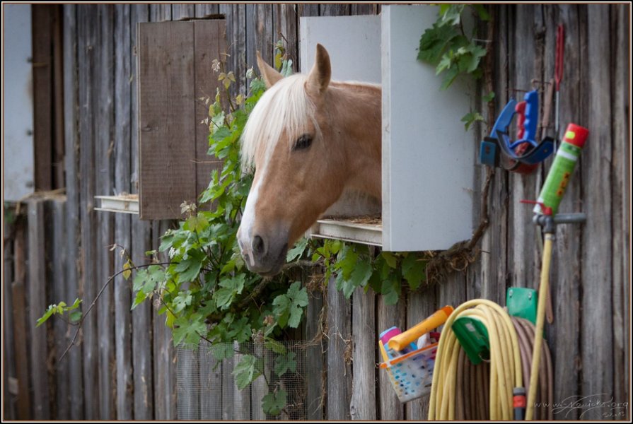 Asbach Fohlenshow 2014 123